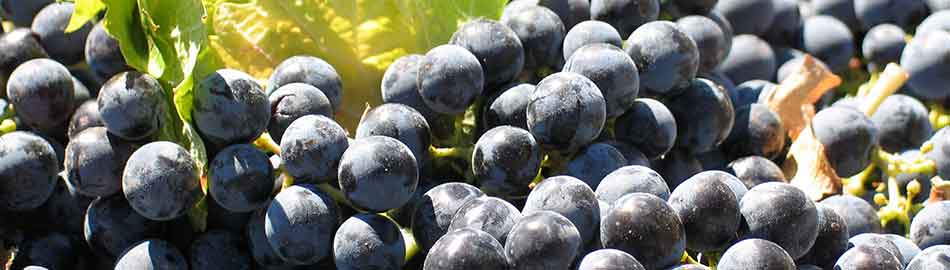 GF Wine Packaging Solutions Banner
